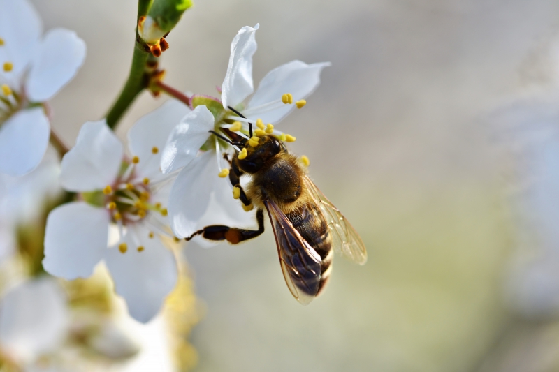 jardinerie-STE MAXIME-min_bee-4092986